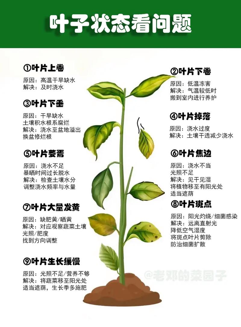 油菜花黄叶的原因和处理办法？油菜花又黄了？-第2张图片-优品飞百科