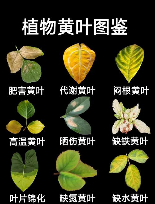 大叶伞叶子发黄怎么办，为什么会黄叶，大叶伞黄叶是怎么回事？-第1张图片-优品飞百科