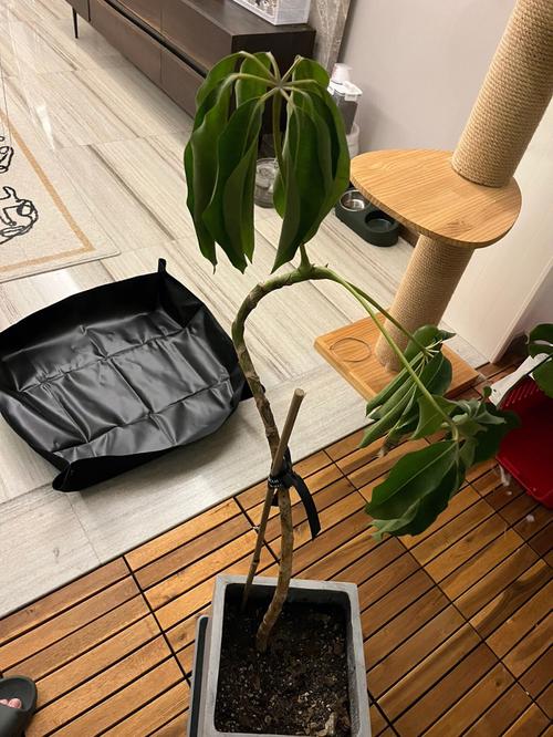 大叶伞叶子发黄怎么办，为什么会黄叶，大叶伞黄叶是怎么回事？-第2张图片-优品飞百科