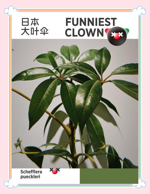 大叶伞叶子发黄怎么办，为什么会黄叶，大叶伞黄叶是怎么回事？-第3张图片-优品飞百科