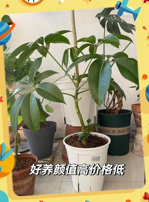 大叶伞叶子发黄怎么办，为什么会黄叶，大叶伞黄叶是怎么回事？-第6张图片-优品飞百科