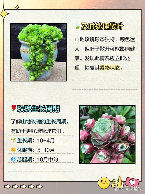 山地玫瑰叶子发黄怎么办？山地玫瑰底层叶片变黄？-第1张图片-优品飞百科