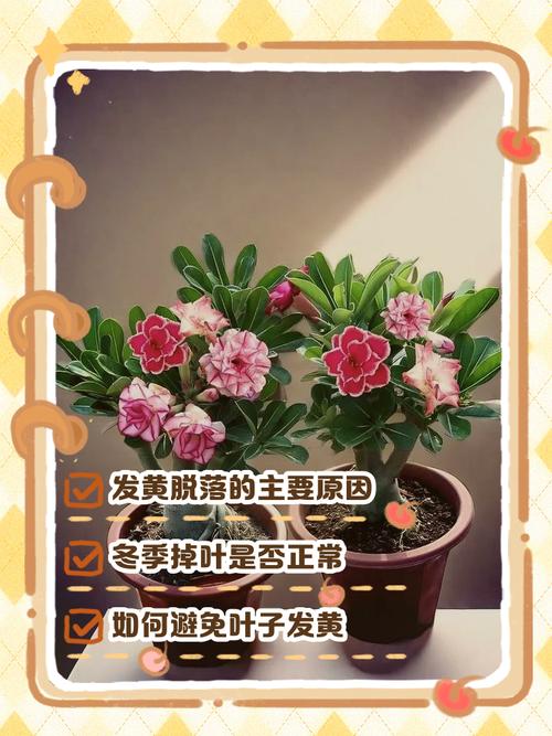 山地玫瑰叶子发黄怎么办？山地玫瑰底层叶片变黄？-第4张图片-优品飞百科