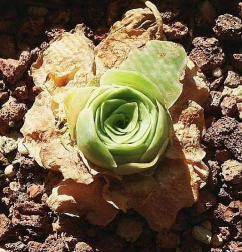 山地玫瑰叶子发黄怎么办？山地玫瑰底层叶片变黄？-第5张图片-优品飞百科