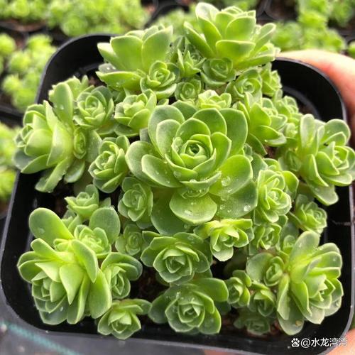 山地玫瑰叶子发黄怎么办？山地玫瑰底层叶片变黄？-第6张图片-优品飞百科