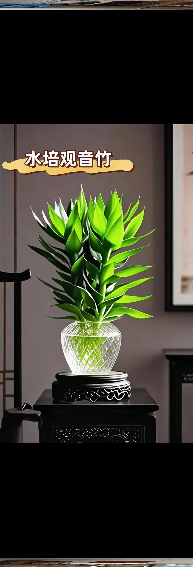 水培莲花竹怎么养？水培莲花竹怎么施肥？-第2张图片-优品飞百科