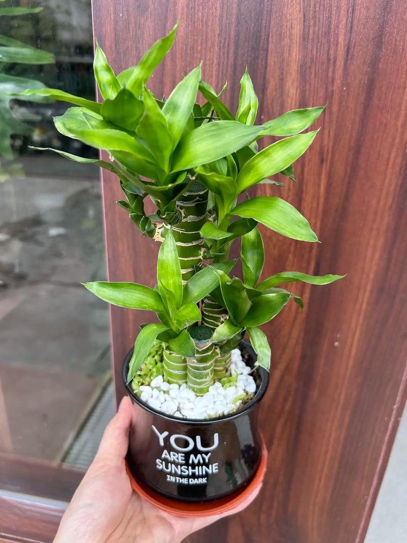 水培莲花竹怎么养？水培莲花竹怎么施肥？-第4张图片-优品飞百科