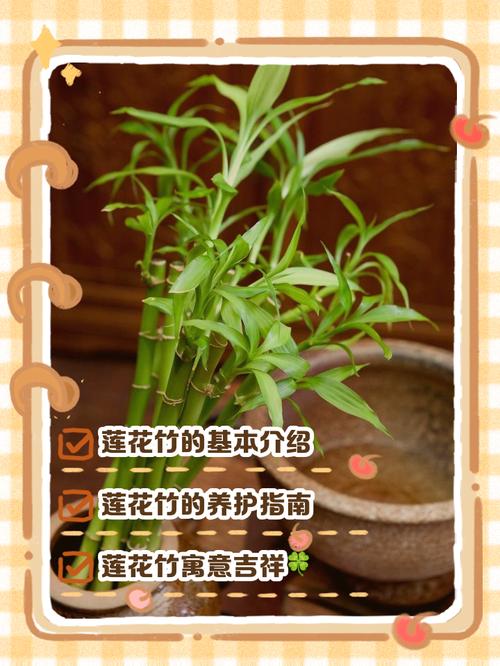 水培莲花竹怎么养？水培莲花竹怎么施肥？-第6张图片-优品飞百科