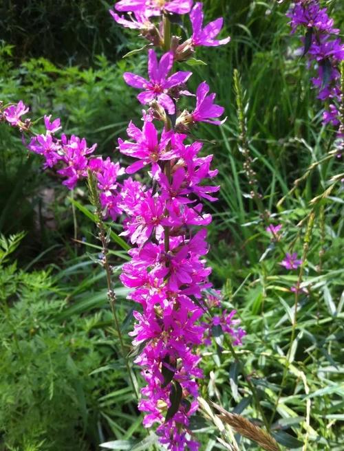 千屈菜什么时候开花，千屈菜什么时候开花结果-第3张图片-优品飞百科