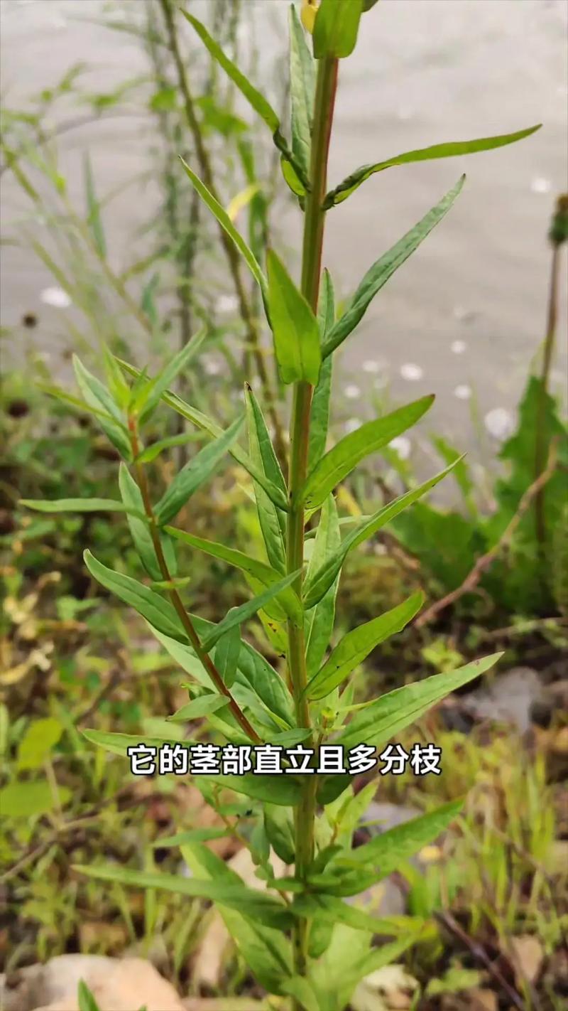 千屈菜什么时候开花，千屈菜什么时候开花结果-第4张图片-优品飞百科