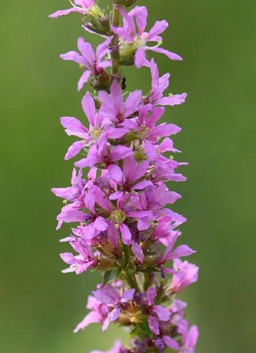 千屈菜什么时候开花，千屈菜什么时候开花结果-第5张图片-优品飞百科