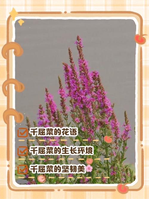 千屈菜什么时候开花，千屈菜什么时候开花结果-第6张图片-优品飞百科