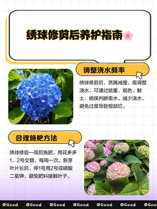绣球花秋天怎么养，绣球花秋天怎么养护和管理？-第2张图片-优品飞百科