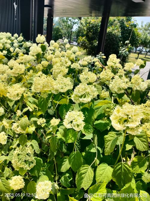 绣球花秋天怎么养，绣球花秋天怎么养护和管理？-第3张图片-优品飞百科