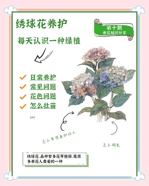 绣球花秋天怎么养，绣球花秋天怎么养护和管理？-第4张图片-优品飞百科