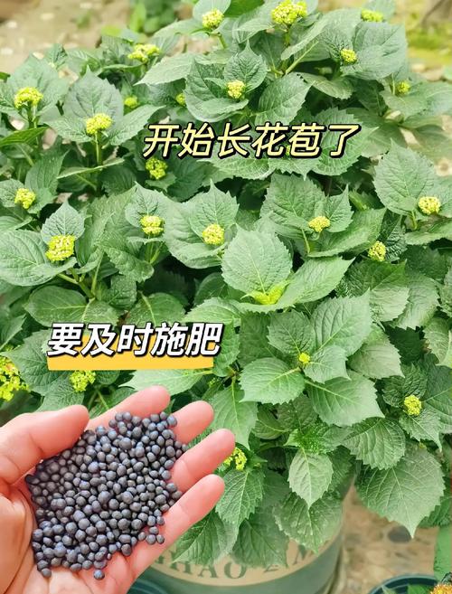 绣球花秋天怎么养，绣球花秋天怎么养护和管理？-第5张图片-优品飞百科