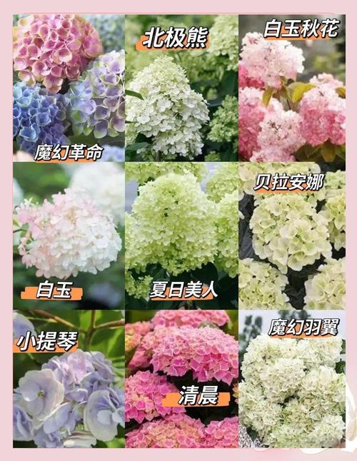 绣球花秋天怎么养，绣球花秋天怎么养护和管理？-第6张图片-优品飞百科