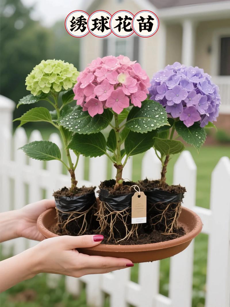 绣球花秋天怎么养，绣球花秋天怎么养护和管理？-第7张图片-优品飞百科