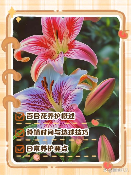 盆栽百合花能活多久，盆栽百合花好养活吗？-第2张图片-优品飞百科