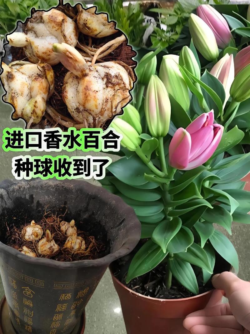 盆栽百合花能活多久，盆栽百合花好养活吗？-第3张图片-优品飞百科