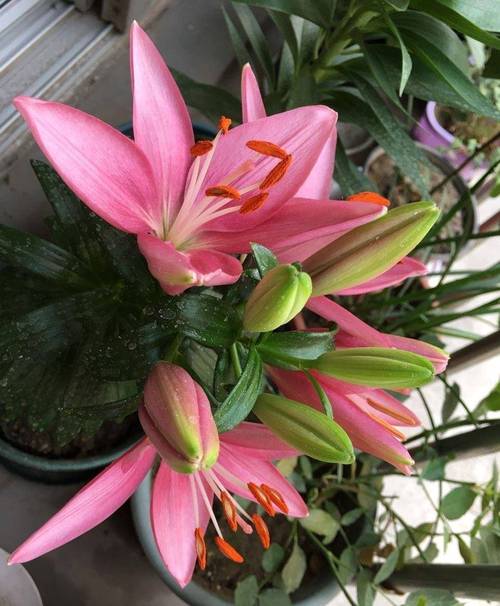 盆栽百合花能活多久，盆栽百合花好养活吗？-第4张图片-优品飞百科