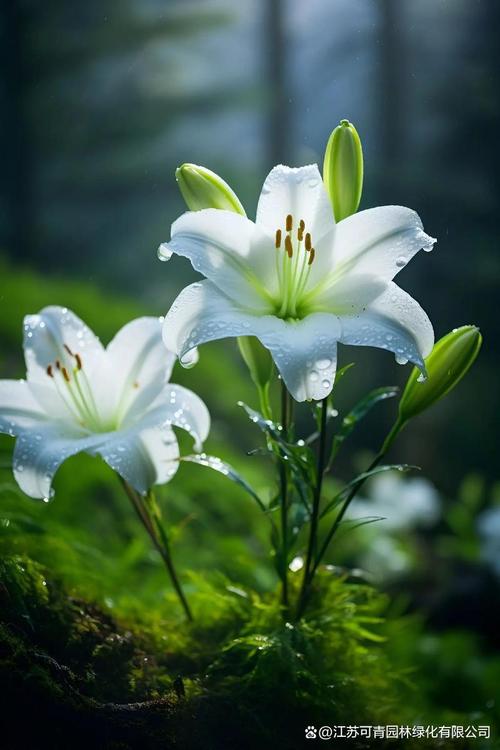 盆栽百合花能活多久，盆栽百合花好养活吗？-第5张图片-优品飞百科