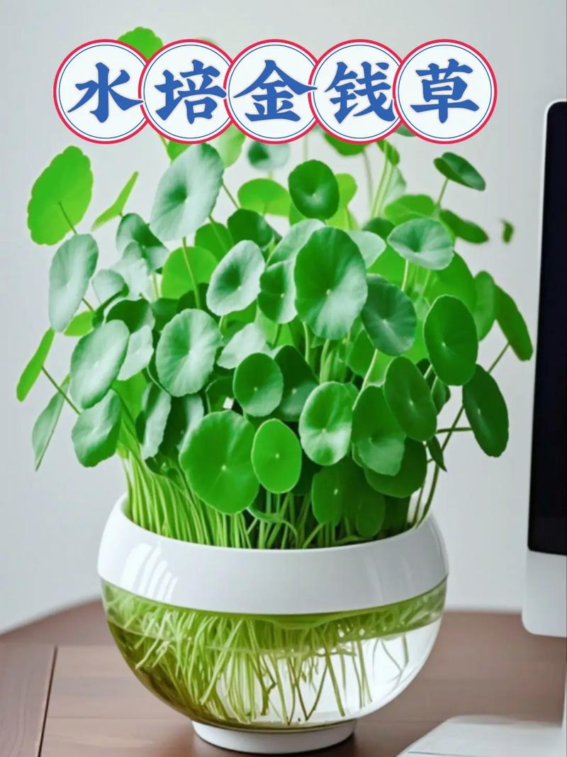 金钱草水培怎么养，金钱草水培养鱼？-第2张图片-优品飞百科