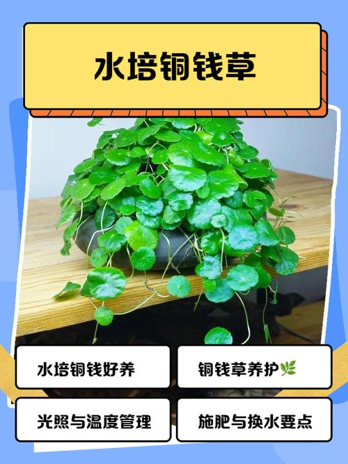 金钱草水培怎么养，金钱草水培养鱼？-第3张图片-优品飞百科