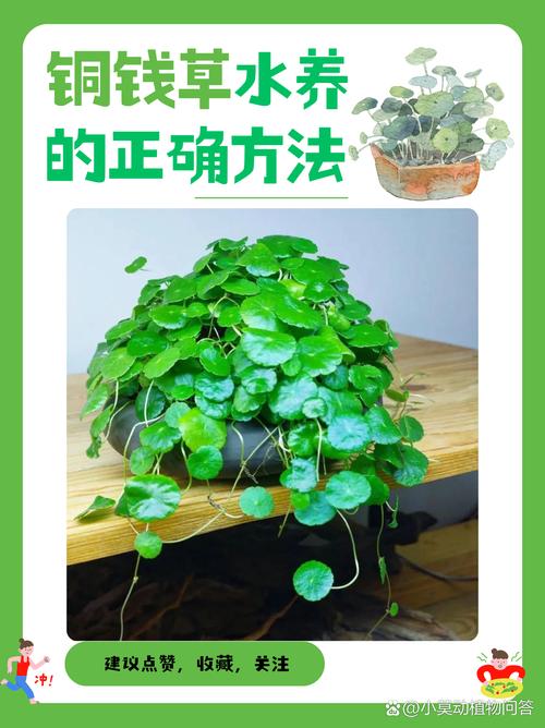 金钱草水培怎么养，金钱草水培养鱼？-第4张图片-优品飞百科