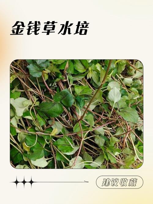 金钱草水培怎么养，金钱草水培养鱼？-第5张图片-优品飞百科