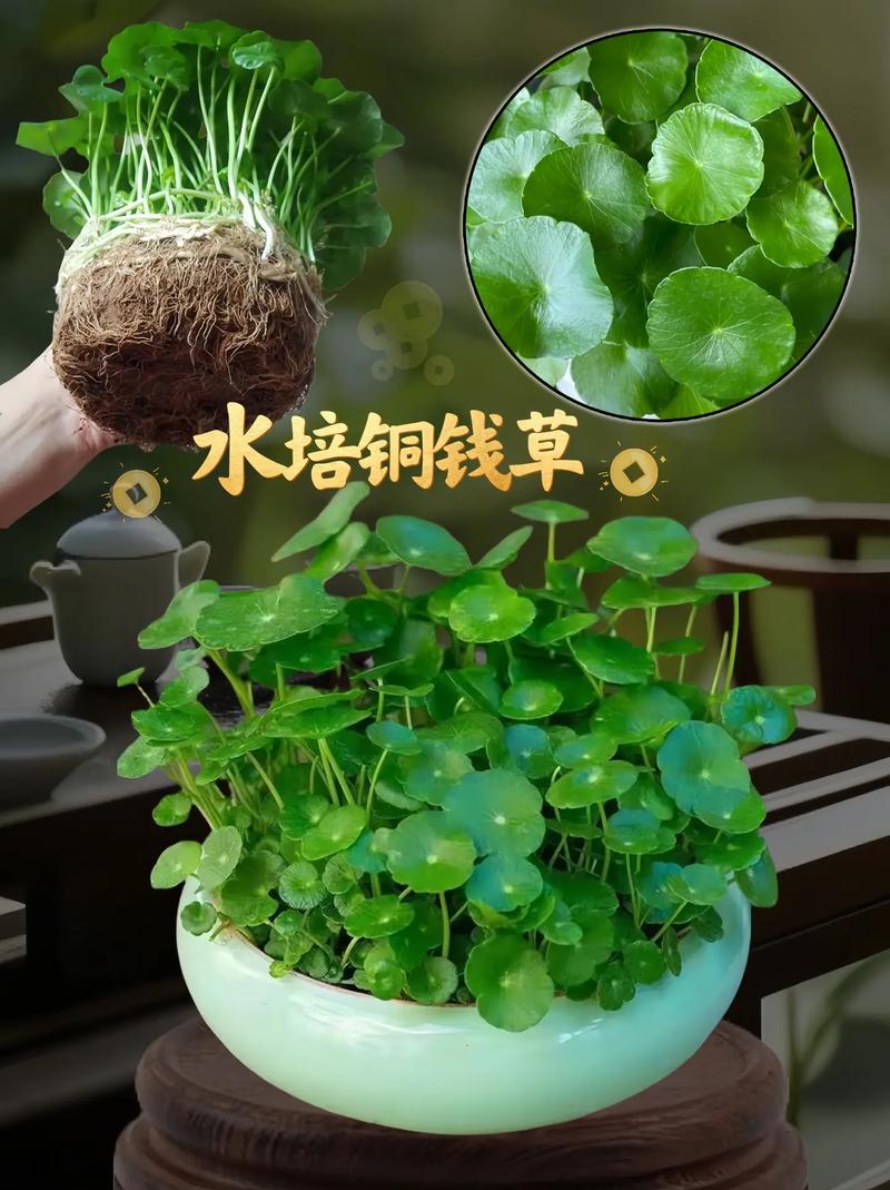 金钱草水培怎么养，金钱草水培养鱼？-第6张图片-优品飞百科