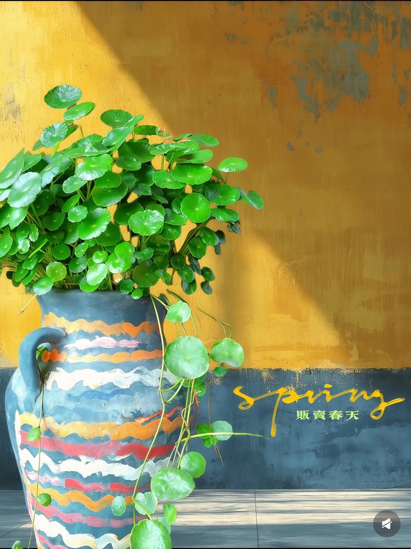 金钱草水培怎么养，金钱草水培养鱼？-第7张图片-优品飞百科