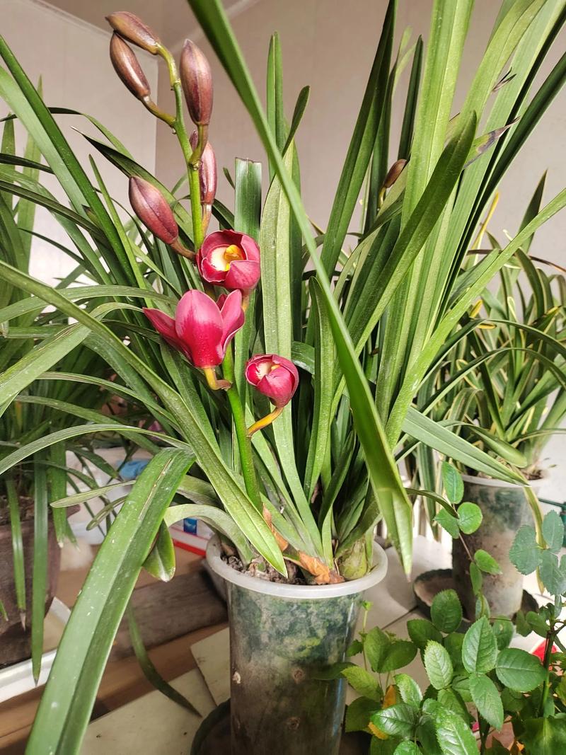 大花蕙兰一年开几次花，大花蕙兰是一年生还是多年生-第3张图片-优品飞百科