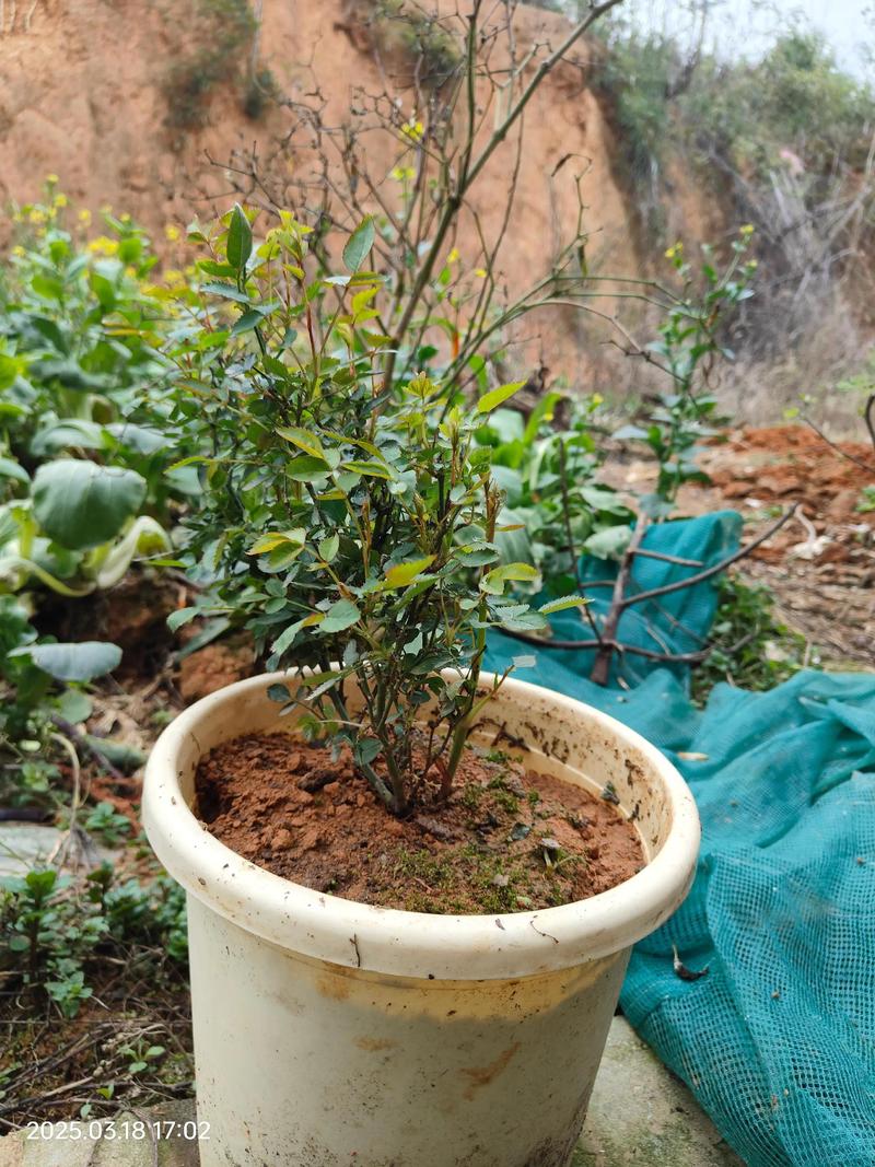 大花蕙兰一年开几次花，大花蕙兰是一年生还是多年生-第4张图片-优品飞百科