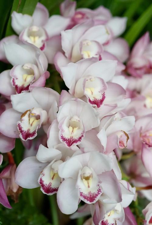 大花蕙兰一年开几次花，大花蕙兰是一年生还是多年生-第5张图片-优品飞百科