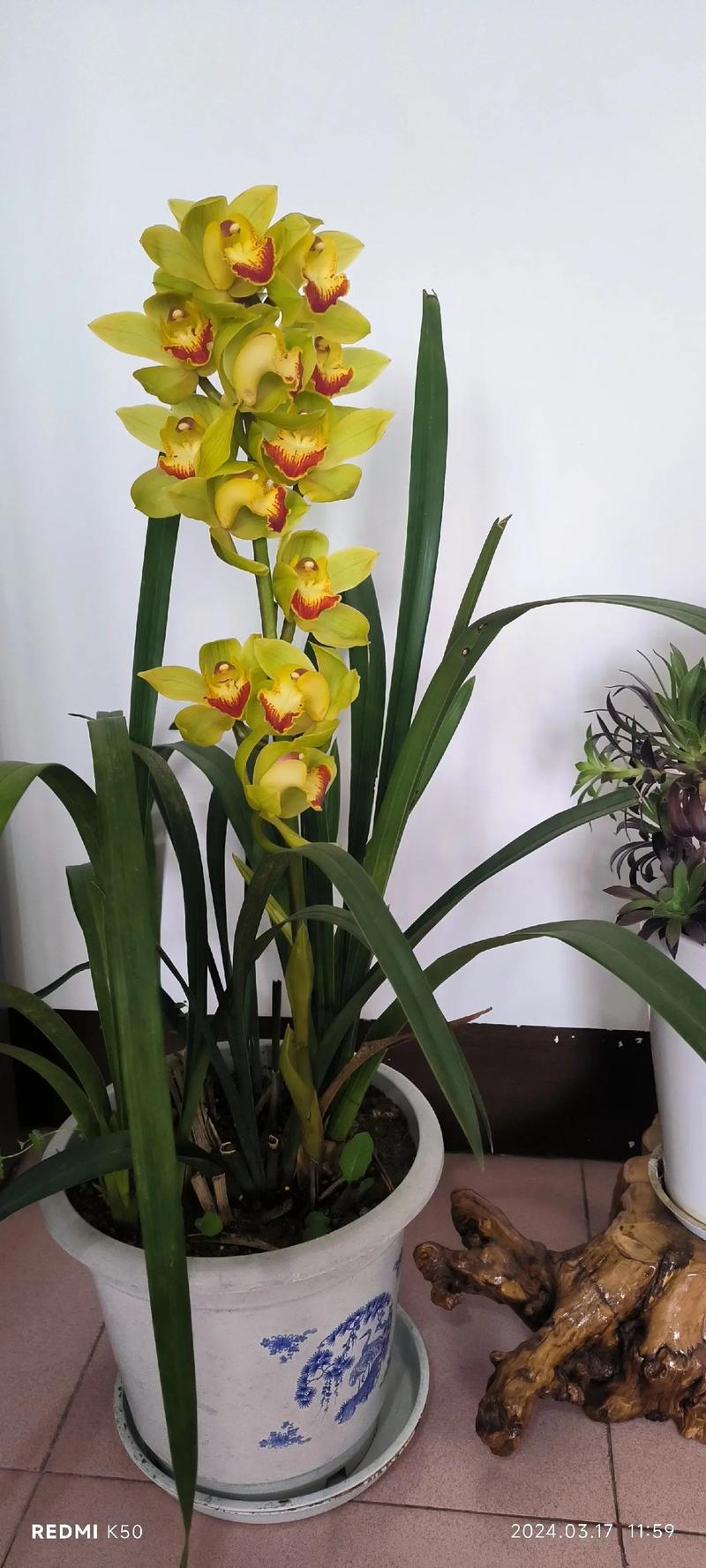 大花蕙兰一年开几次花，大花蕙兰是一年生还是多年生-第6张图片-优品飞百科