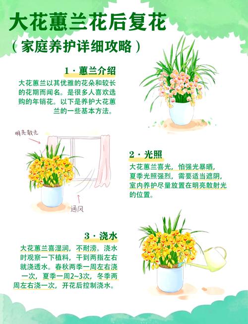 大花蕙兰一年开几次花，大花蕙兰是一年生还是多年生-第7张图片-优品飞百科