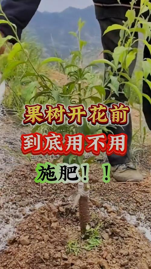 果树花期能浇水吗，果树花期可以剪枝吗