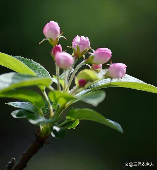 果树花期能浇水吗，果树花期可以剪枝吗-第4张图片-优品飞百科
