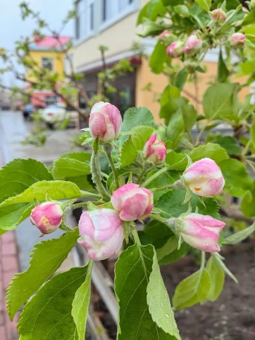 果树花期能浇水吗，果树花期可以剪枝吗-第5张图片-优品飞百科