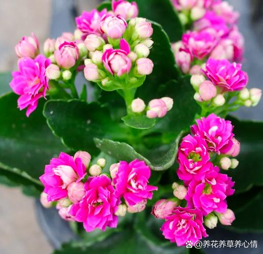 长寿花适合在室内养吗，长寿花适合在室内养吗有香味吗？