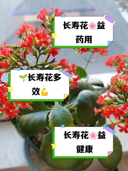 长寿花适合在室内养吗，长寿花适合在室内养吗有香味吗？-第3张图片-优品飞百科
