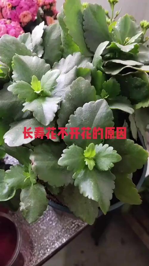 长寿花适合在室内养吗，长寿花适合在室内养吗有香味吗？-第4张图片-优品飞百科