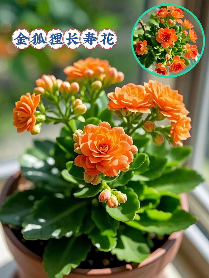 长寿花适合在室内养吗，长寿花适合在室内养吗有香味吗？-第5张图片-优品飞百科