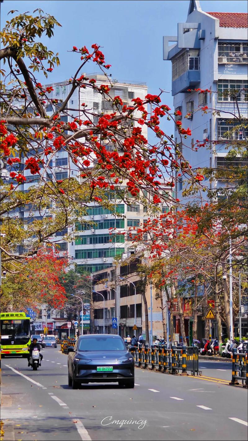 海口适合养什么花，市花和市树是什么，适合海口种植的花卉有哪些-第2张图片-优品飞百科
