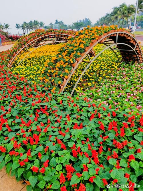 海口适合养什么花，市花和市树是什么，适合海口种植的花卉有哪些-第3张图片-优品飞百科