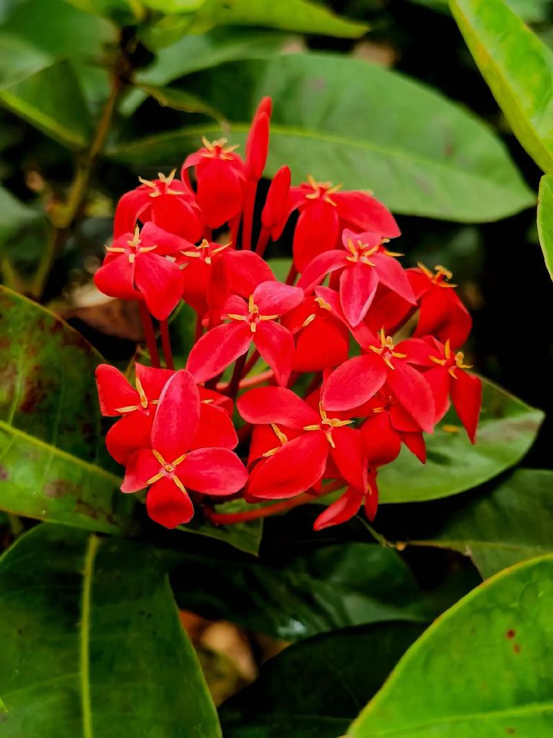 海口适合养什么花，市花和市树是什么，适合海口种植的花卉有哪些-第4张图片-优品飞百科