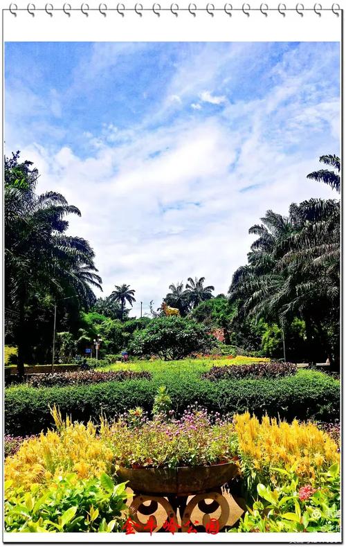海口适合养什么花，市花和市树是什么，适合海口种植的花卉有哪些-第5张图片-优品飞百科