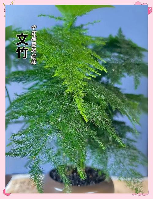 15年的文竹养成精，文竹养多少年可以淘汰-第2张图片-优品飞百科