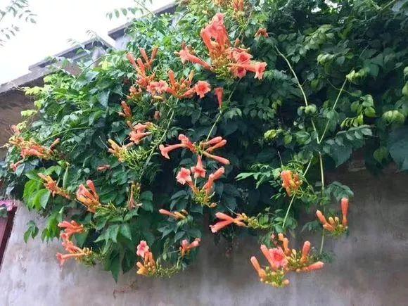 15年的文竹养成精，文竹养多少年可以淘汰-第3张图片-优品飞百科